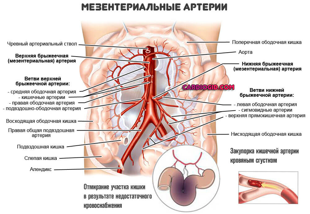 мезентериальные-артерии