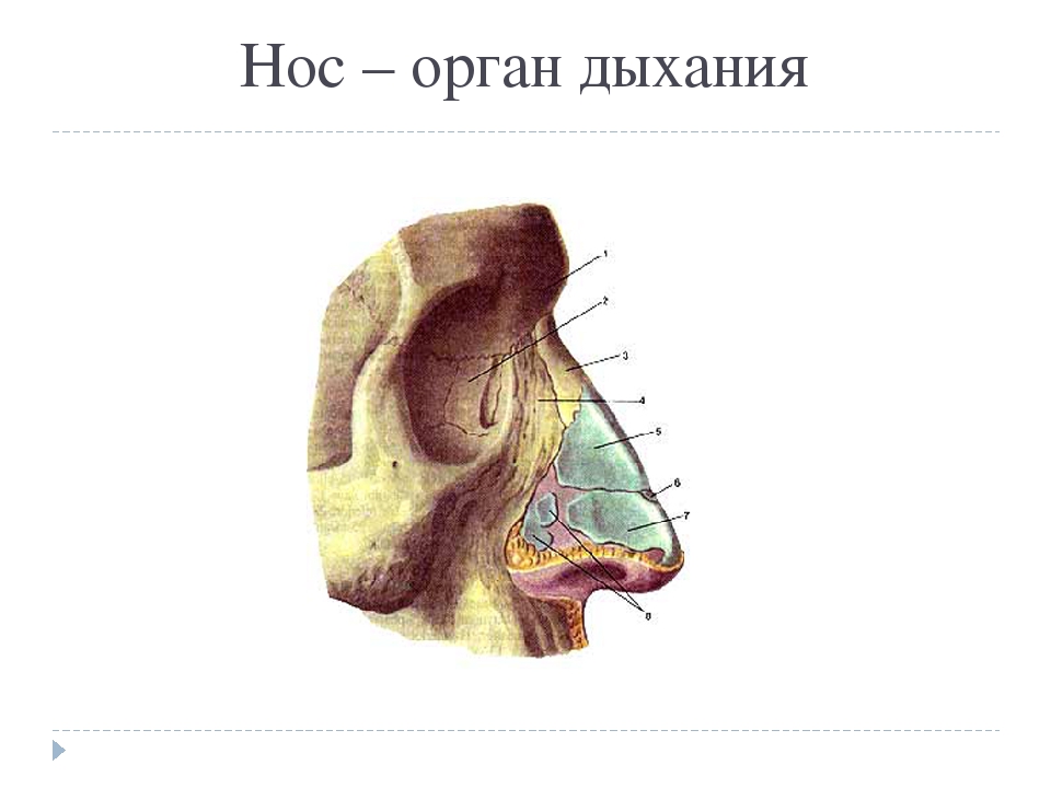 Схема нос человека