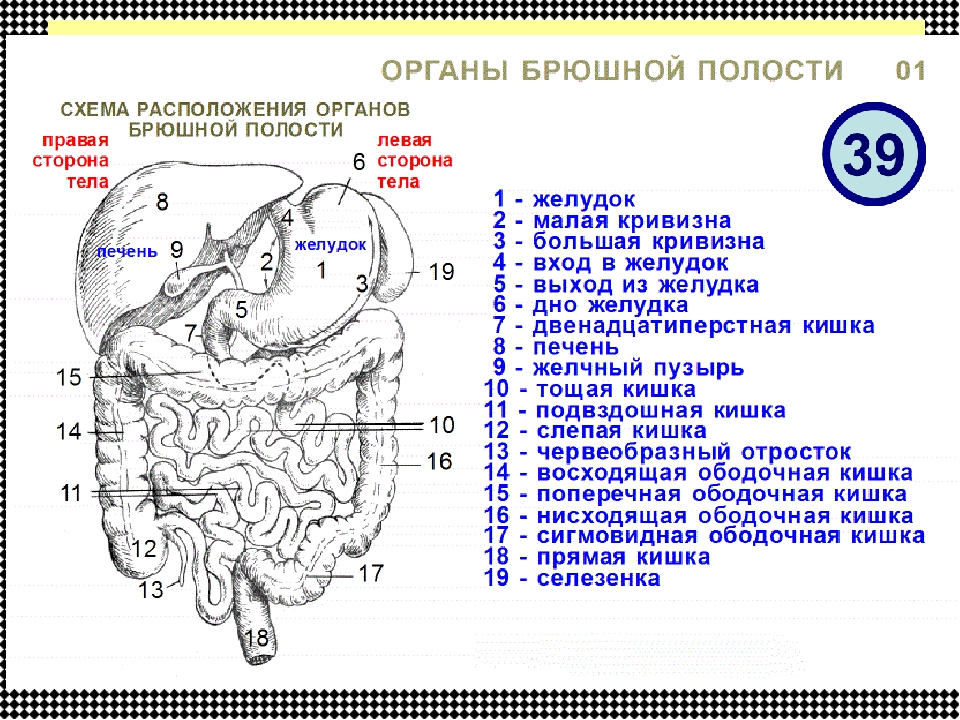 Органы человека справа расположение в картинках