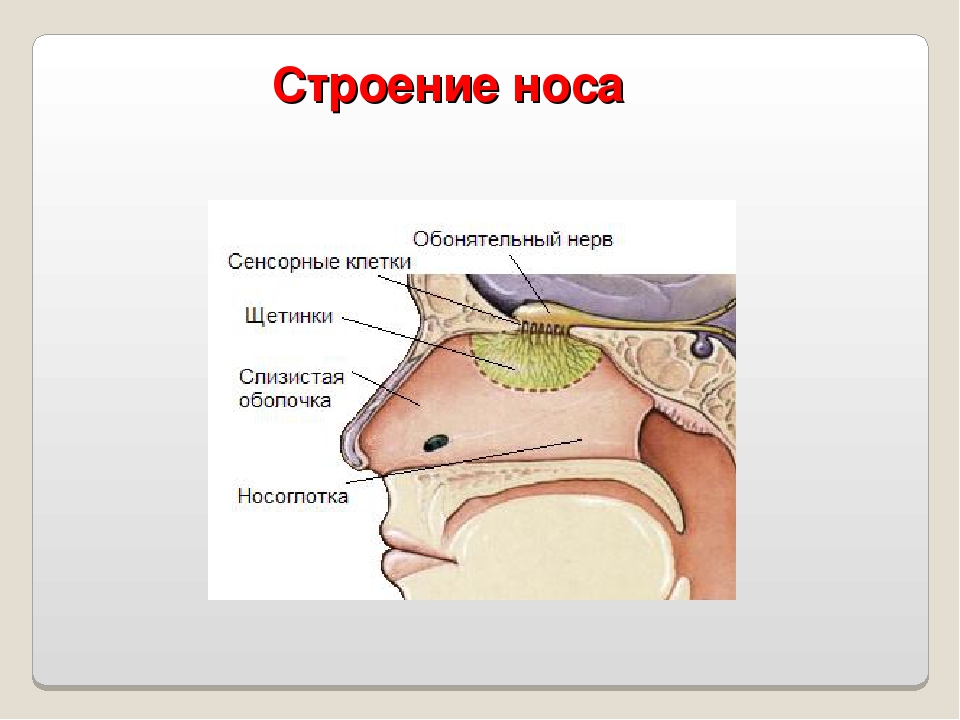 Строение носа картинки