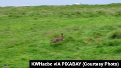 Rabbit hopping - Ireland