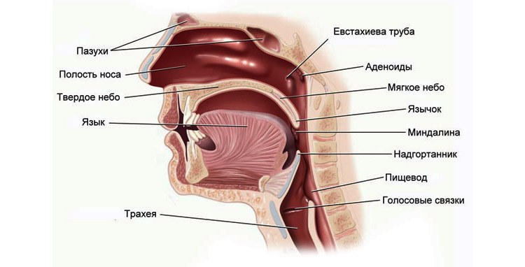 Строение носоглотки