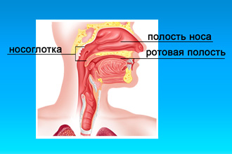 Анатомия носоглотки