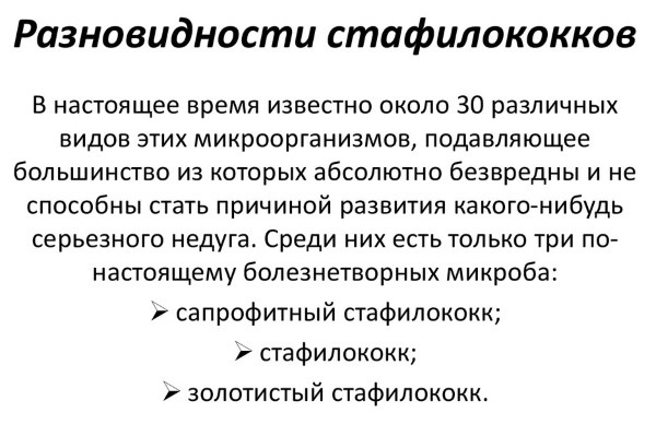 Золотистый стафилококк. Симптомы у взрослых, лечение народными средствами, бактериофагами, антибиотиками