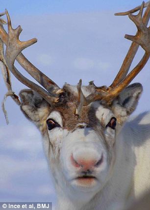 Not just a song: A reindeer in the Norwegian Arctic showing distinct pink colouration on its nose