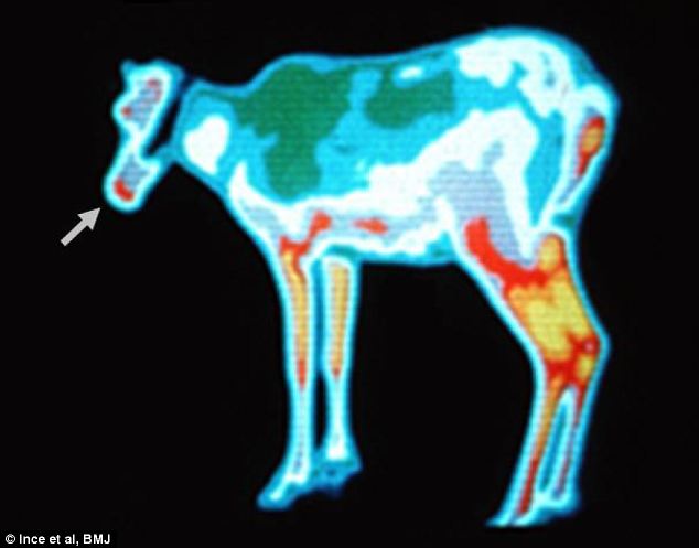 Christmas mission: This thermal imaging camera shows a reindeer