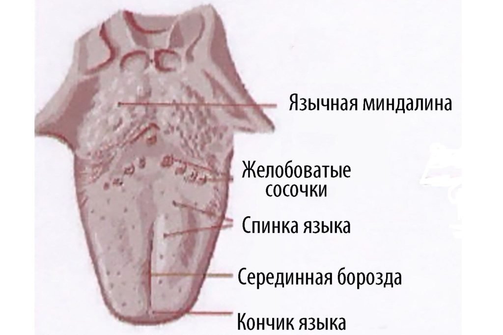 Локализация язычной миндалины