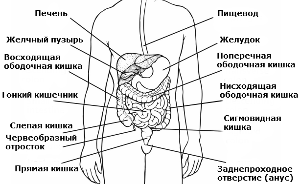 Органы находящиеся слева у человека. Внутренние органы в левом боку человека. Анатомия человека органы левый бок. Анатомия человека правое подреберье. Расположение органов у человека с левой стороны.