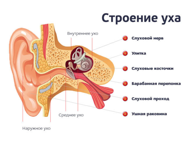 строение человеческого уха