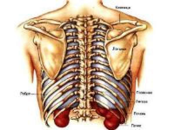Анатомия спины