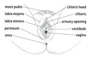 Vulva Vagina Clitoris Female Reproductive System