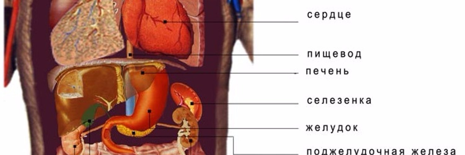Какие органы находятся с правой стороны у человека под ребрами спереди фото