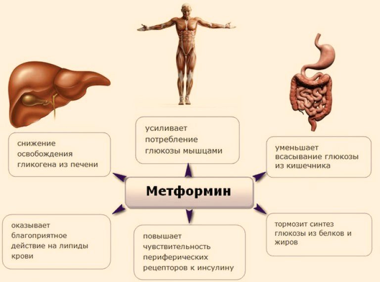 Механизм действия метформина