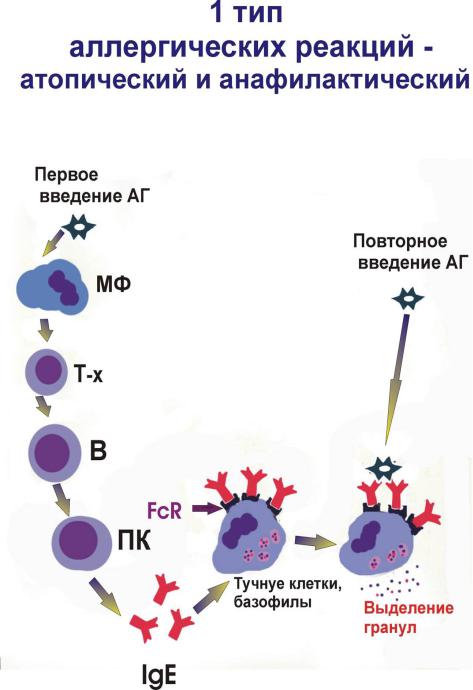 Виды аллергических реакций с картинками у взрослых