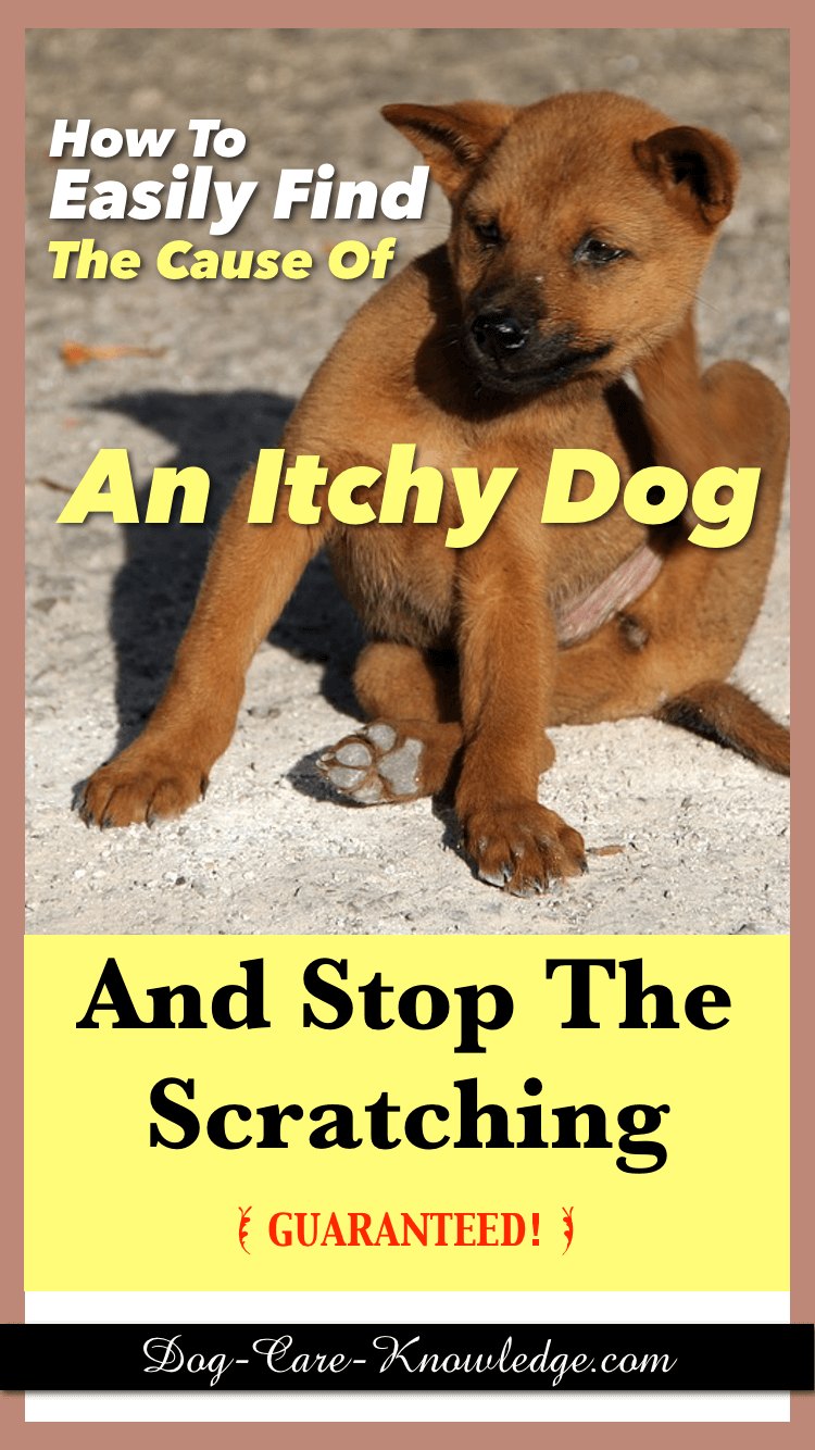 How to find the cause of an itchy dog.