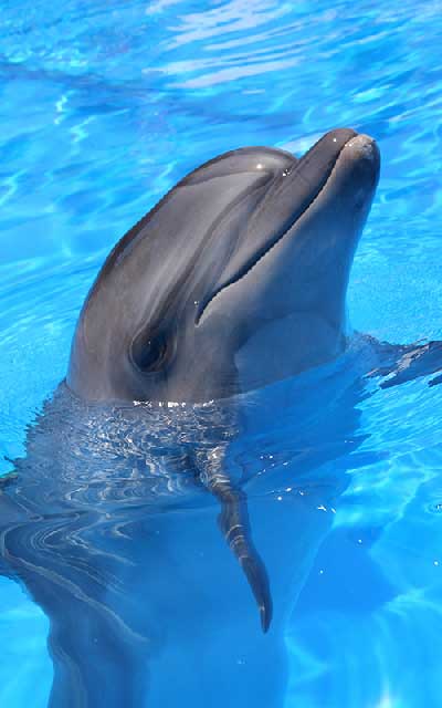 Characteristics of Bottlenose dolphins.