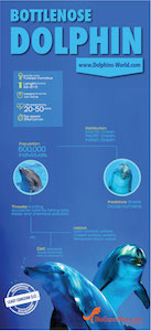 Bottlenose dolphin infographic