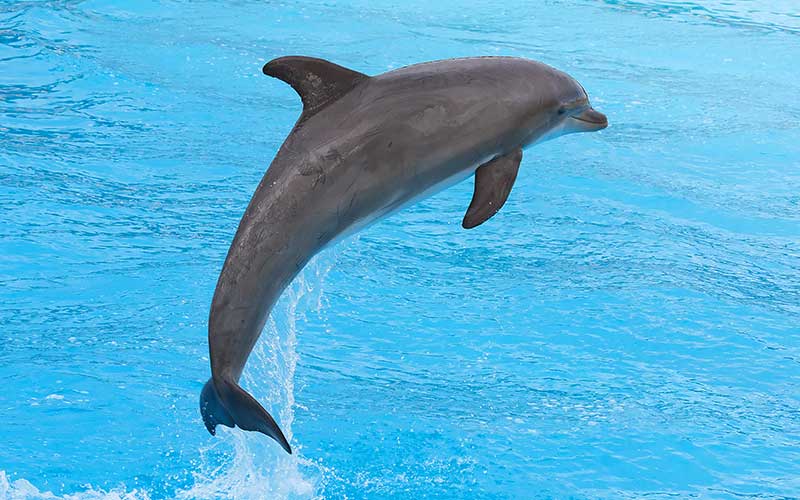 Facts about bottlenose dolphins.