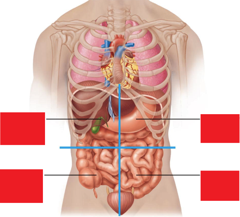 И других органов брюшной полости. Анатомия брюшной полости с ребрами. Расположение органов у человека в брюшной полости. Расположение внутренних органов человека с ребрами. Внутренние органы грудной и брюшной полости.