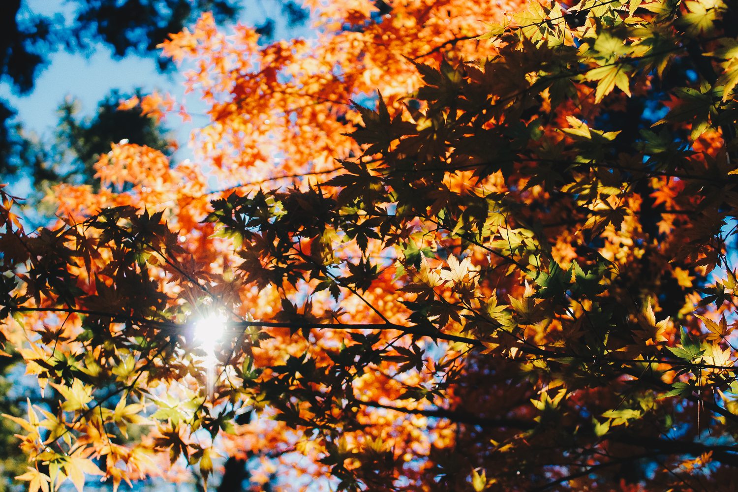 Sun shining through the leaves as they turn orange with autumn season