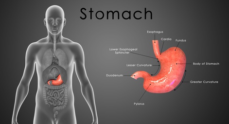 Stomach Acid