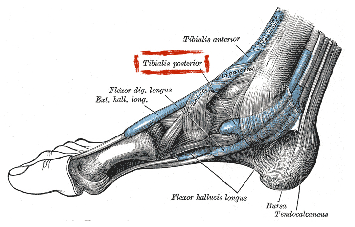 posterior tibialis