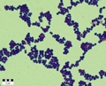 Gram-stain