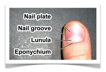 Nail Care Fingernail Label