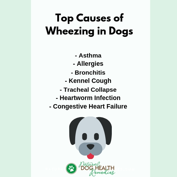 Causes of Dog Wheezing