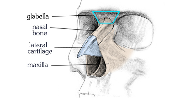 cartilage and bones of the bridge