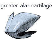 greater alar cartilage