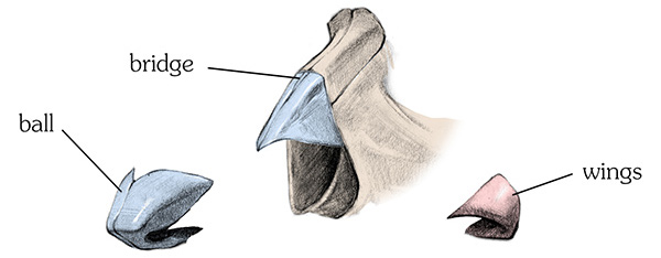 nose interlocking pieces of cartilage