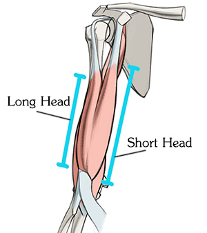 biceps brachii long and short head