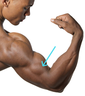 brachialis is only visible on the side of arm