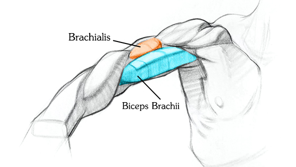 brachialis sits under the biceps
