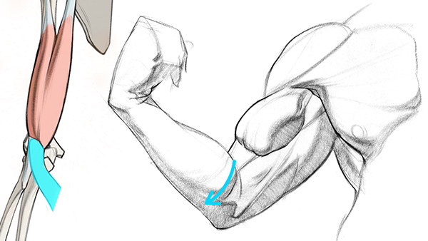 flat tendon branch of the biceps