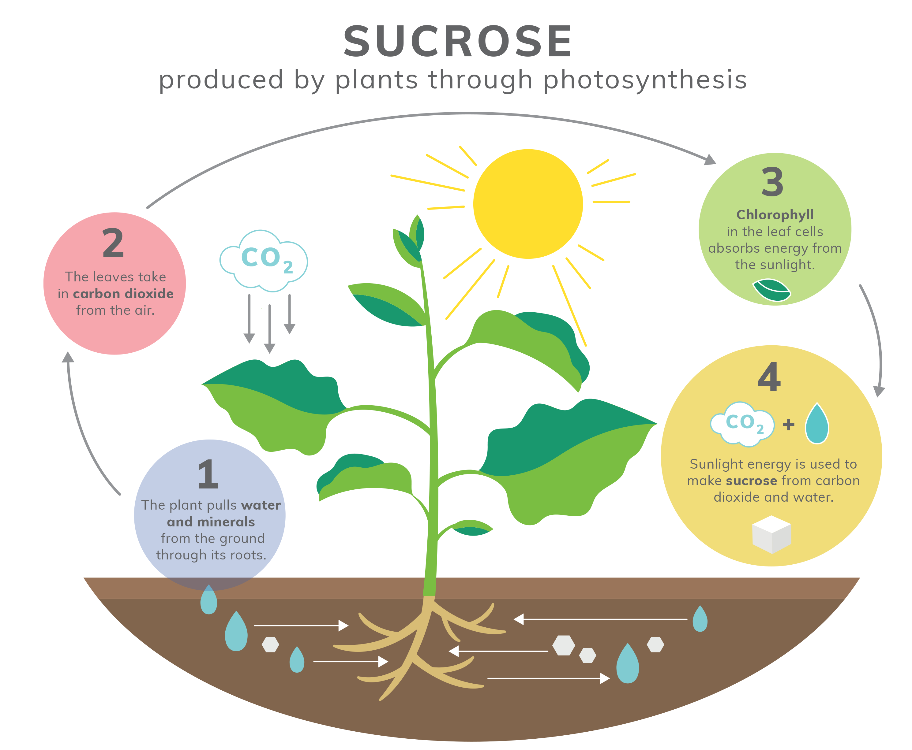 SUCROSE - produced by plants through photosynthesis